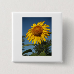 Morning Sunflower Button