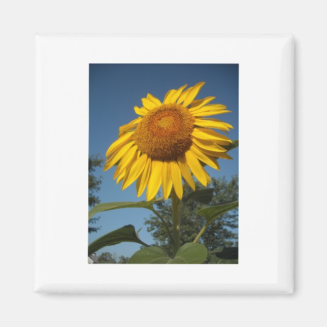 Morning Sunflower Magnet (Vorne)