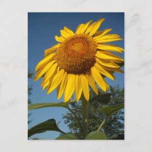 Morning Sunflower Postkarte