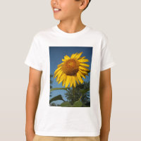 Morning Sunflower