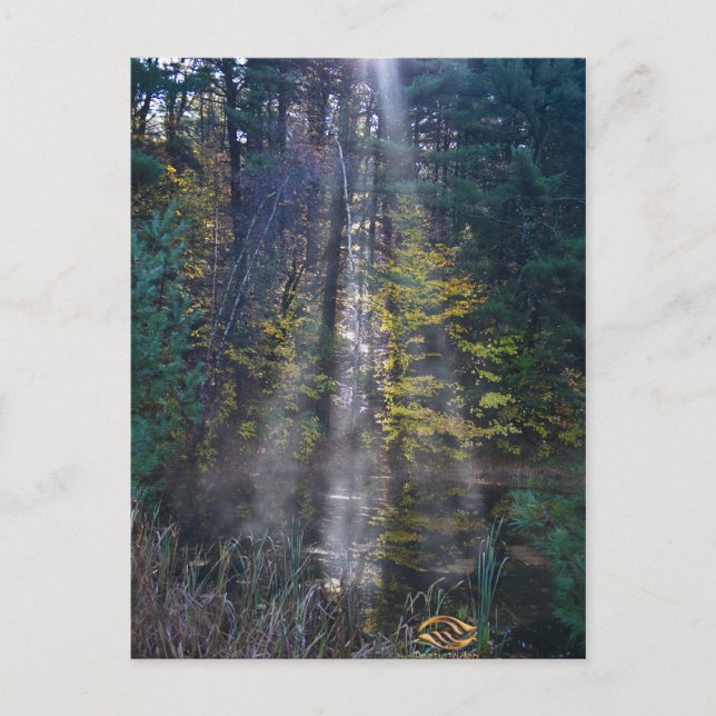Morning Vermont Forest Postkarte (Vorderseite)