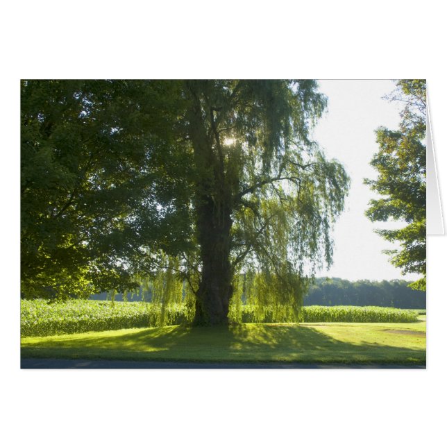 Morning Willow - Starten Sie den Tag des hellen So (Vorderseite (Horizontal))