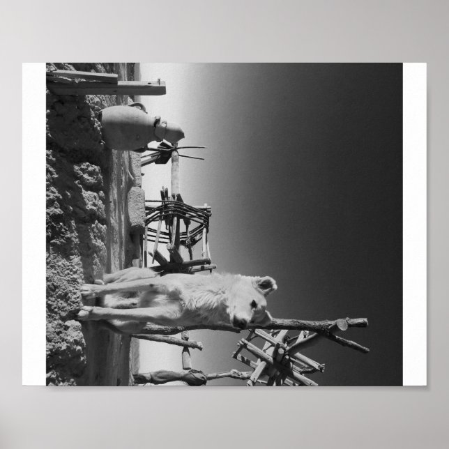 Moroccan Dog Poster (Vorne)