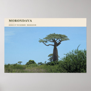 Morondava Allee der Baobabs Poster