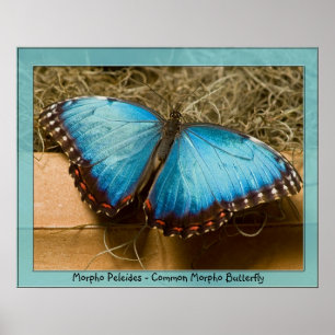 Morpho Peleides - allgemeines Morpho… Poster