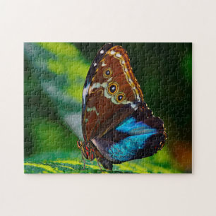 Morpho Peleides Butterfly. Puzzle