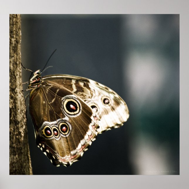 Morpho peleides Print Poster (Vorne)