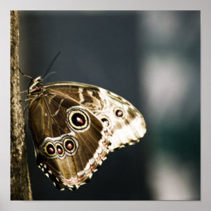 Morpho peleides Print Poster