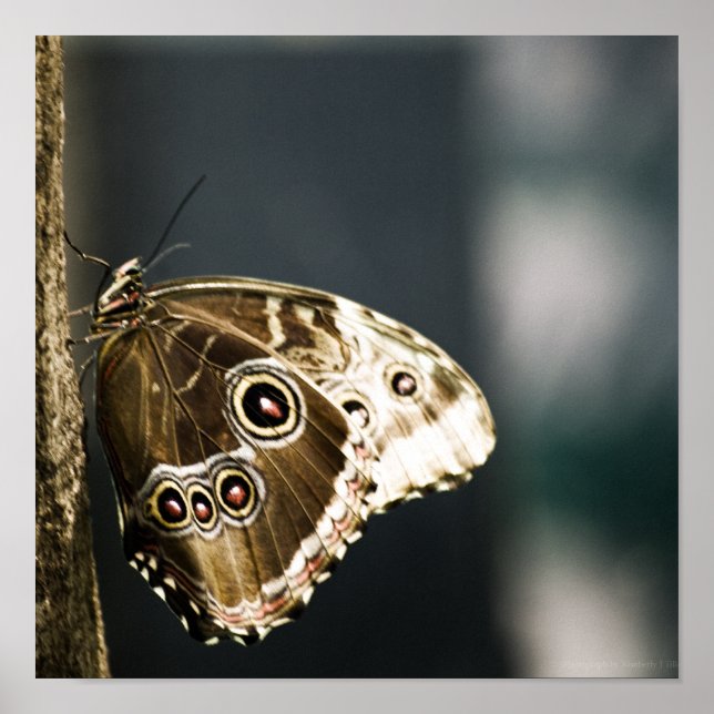 Morpho peleides Print Poster (Vorne)