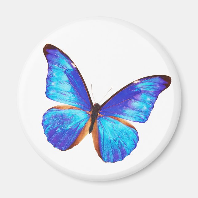 Morpho rhetenor magnet (Vorne)