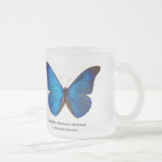 Morpho rhetenor rhetenor mattglastasse (Rechts)