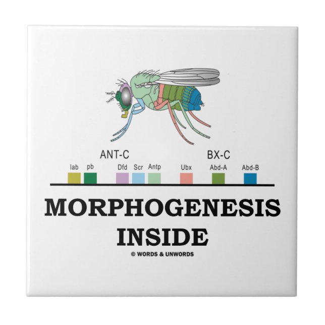 Morphogenese in Drosophila Fruchtfliegengene Fliese (Vorderseite)