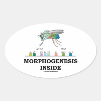 Morphogenese in Drosophila Fruchtfliegengene Ovaler Aufkleber