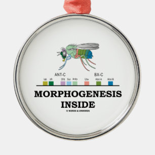 Morphogenese in Drosophila Fruchtfliegengene Silbernes Ornament