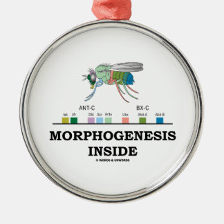 Morphogenese in Drosophila Fruchtfliegengene Silbernes Ornament