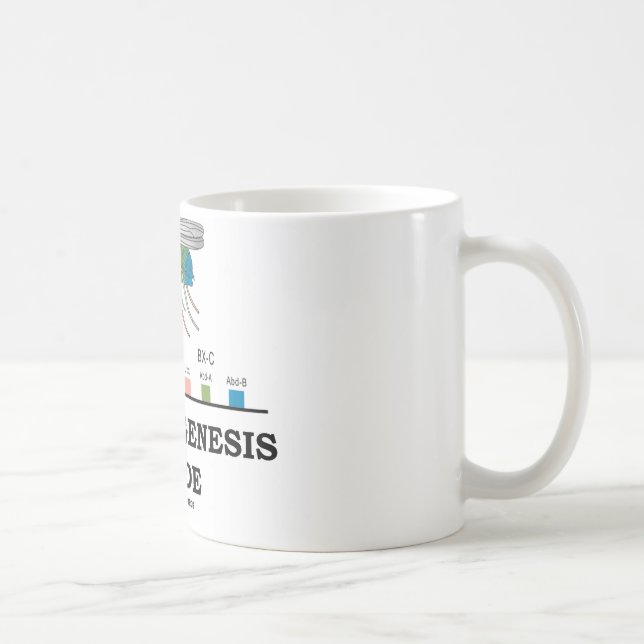 Morphogenese-Innere Tasse (Rechts)