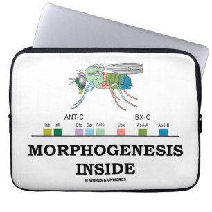 Morphogenese-Innere (Taufliegehomeobox-Gene) Laptopschutzhülle