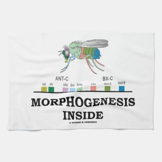 Morphogenese innerhalb der geschirrtuch
