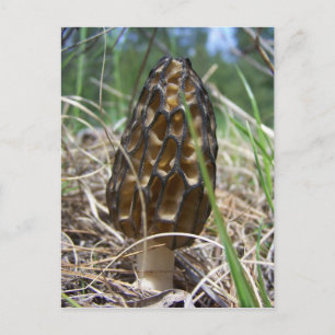 Morrell Mushroom Postkarte