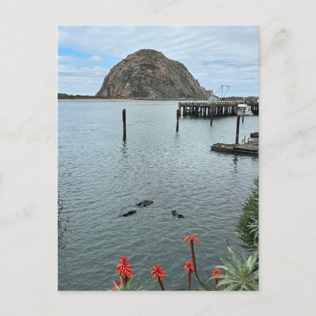 Morro Bay Rock mit Otters Postkarte (Vorderseite)