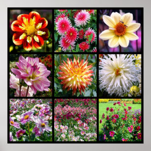 Mosaic dahlia flowers poster