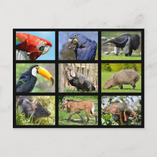 Mosaik-Fotos Südamerikanische Tiere Postkarte