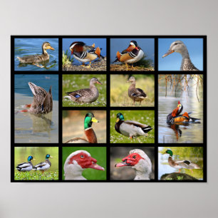 Mosaike Fotos von Enten Poster
