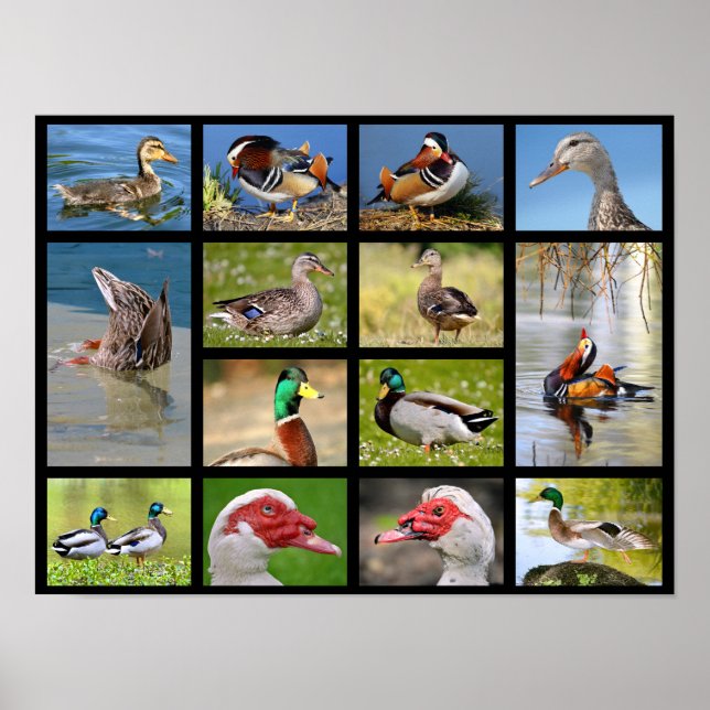 Mosaike Fotos von Enten Poster (Vorne)