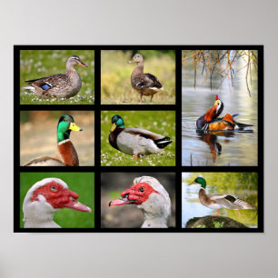 Mosaike Fotos von Enten Poster