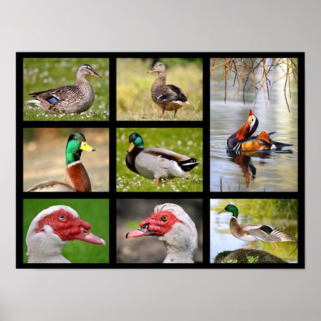 Mosaike Fotos von Enten Poster (Vorne)