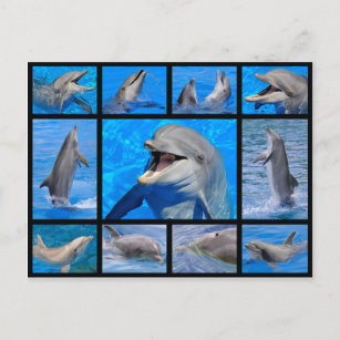Mosaikische Fotos von Delphinen Postkarte