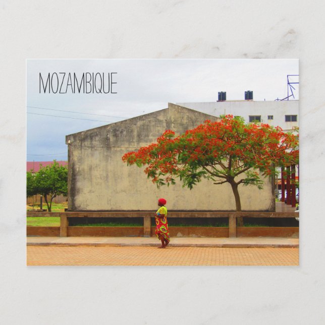 Mosambikflammbaum Postkarte (Vorderseite)