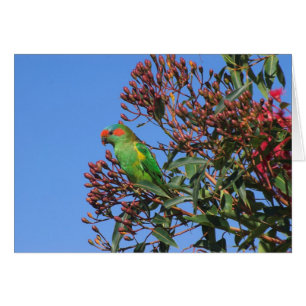 Moschus Lorikeet