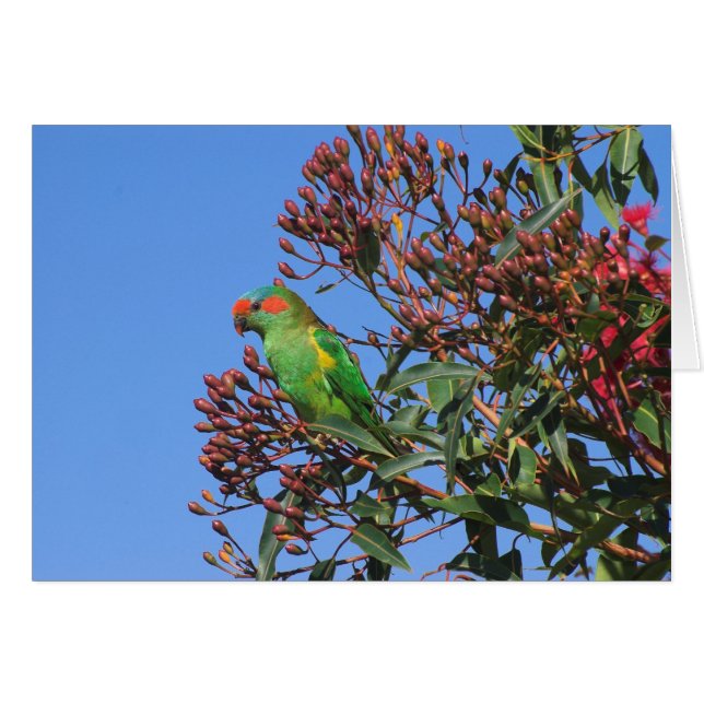 Moschus Lorikeet (Vorderseite (Horizontal))