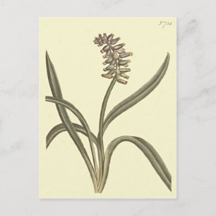 Moschus-Traubenhyazinthe Botanische Illustration Postkarte