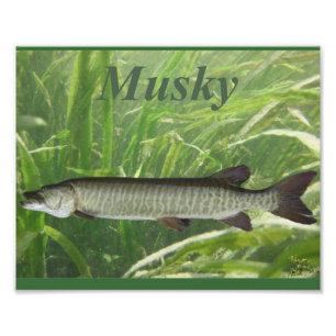 Moschusartig Fotodruck