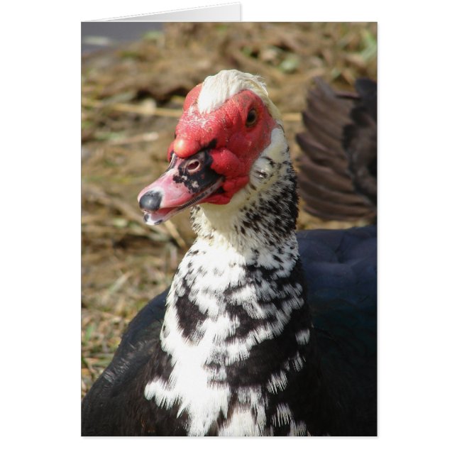 Moschusente Erpel (Vorne)