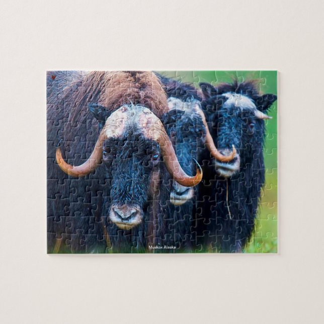 Moschusochse Alaska Puzzle (Horizontal)