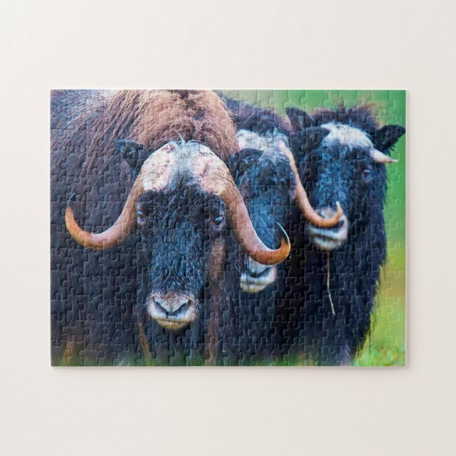 Moschusochse Alaska. Puzzle (Horizontal)
