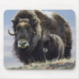 Moschusochse mit Kalb Mousepad