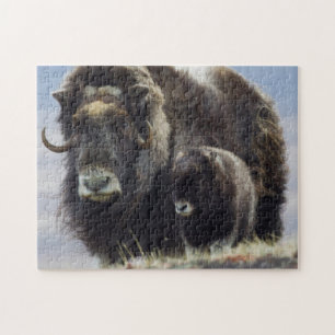 Moschusochse mit Kalb Puzzle