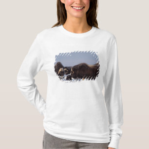 Moschusochse, Ovibos moschatus, Bulle und Kuh T-Shirt