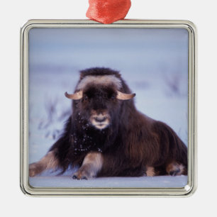 Moschusochse, Ovibos moschatus, Jungbulle Ornament Aus Metall