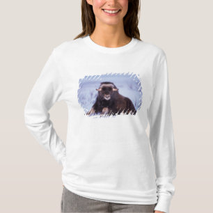 Moschusochse, Ovibos moschatus, junger Bulle T-Shirt