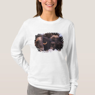Moschusochse, Ovibos moschatus, Kuh mit Neugeboren T-Shirt