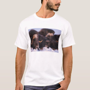 Moschusochse, Ovibos moschatus, Kuh mit Neugeboren T-Shirt
