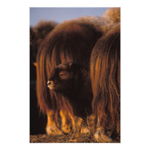 Moschusochse, Ovibos moschatus, neugeborenes Kalb Fotodruck