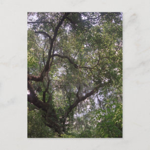 Moss Forest Canopy Custom Louisiana Kunst, Dichtun Postkarte