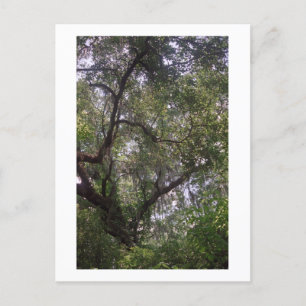 Moss Forest Canopy Custom Louisiana Kunst, Dichtun Postkarte