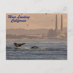 Moss Landing, kalifornische Postkarte